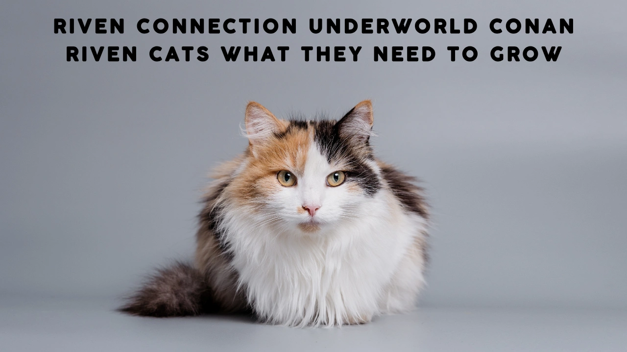 Riven Connection Underworld Conan Riven Cats What They Need to Grow